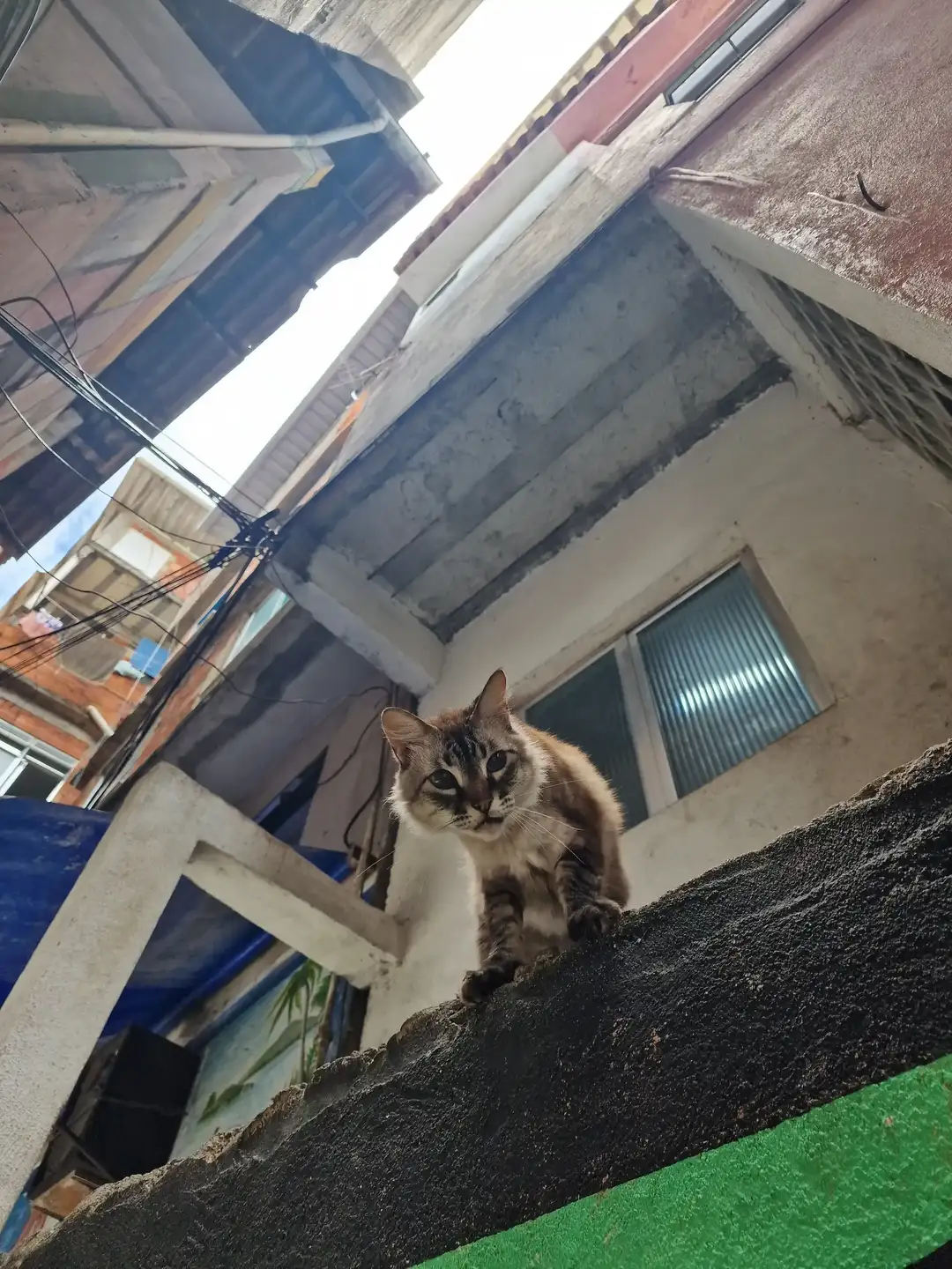 Кот на крыше фавелы
