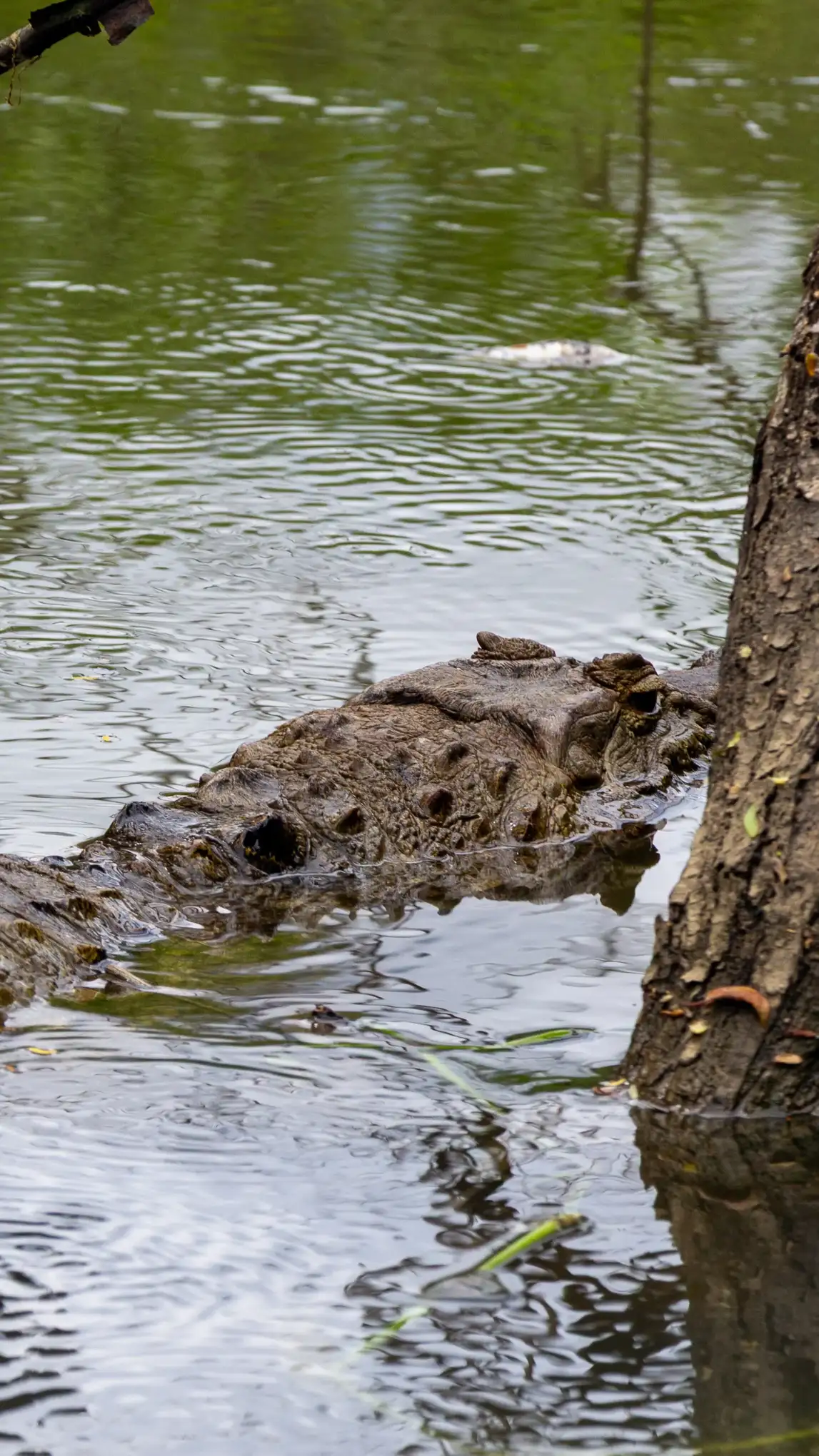 Кайман крупным планом в воде